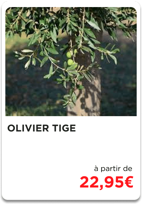 OLIVIER-TIGE.png